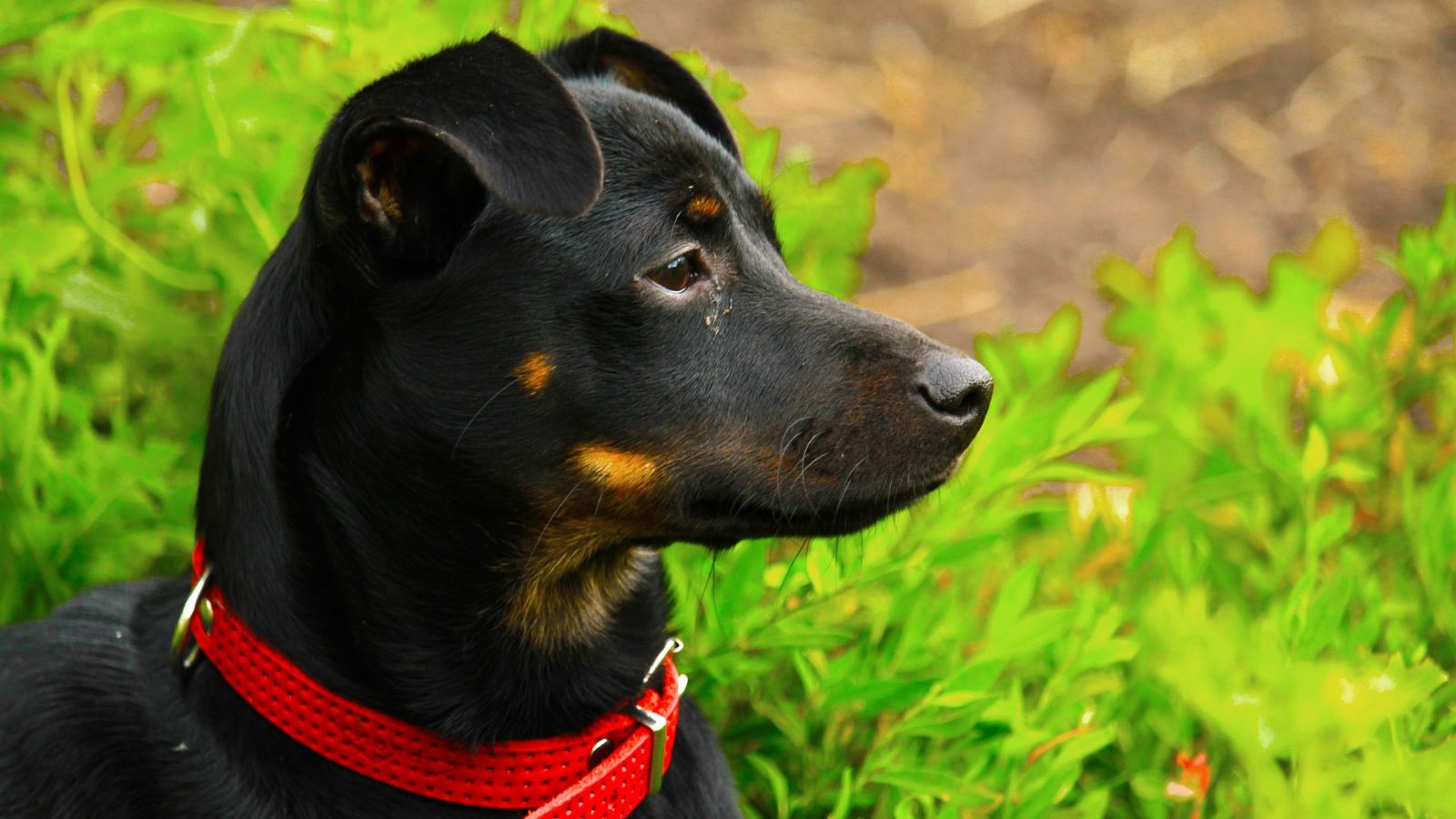 Emergency After Hours Charlestown Veterinary Hospital