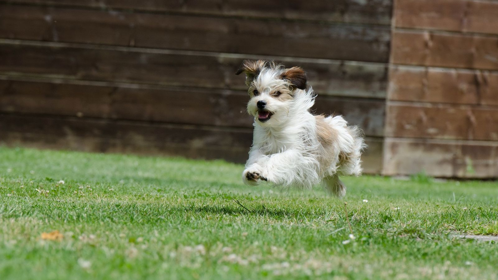 Charlestown Veterinary Hospital Gallery Vet Clinic In Charlestown, MA